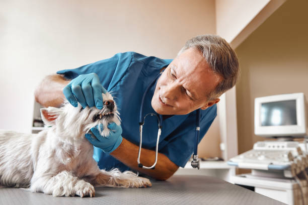 Best Emergency Dental Surgery in Rogersville, MO